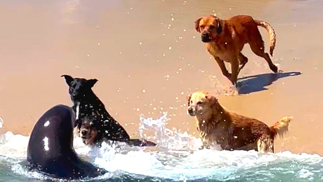 Dogs protect beach in Chile – from sea lions