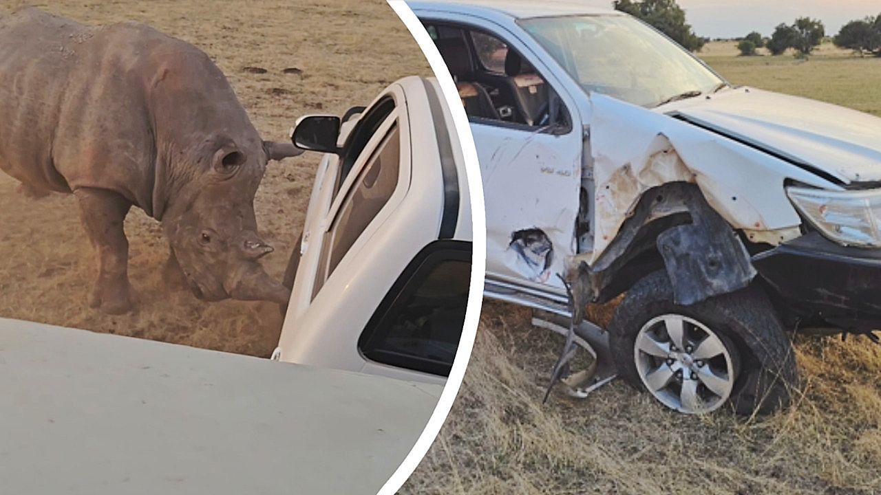 Rhino nach Narkose schlecht gelaunt – Nashorn zerstört Pick-up in Südafrika