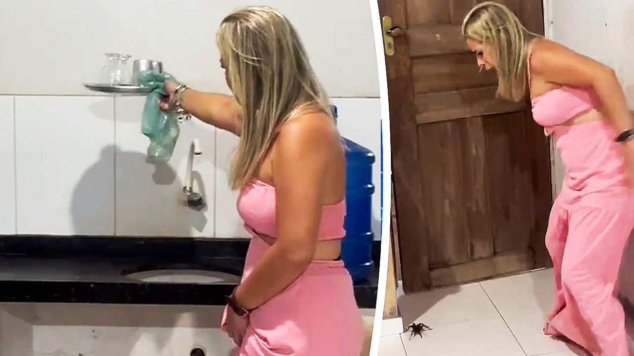 Video: Panik in Brasilien: Riesen-Spinne stürmt zurück ins Haus