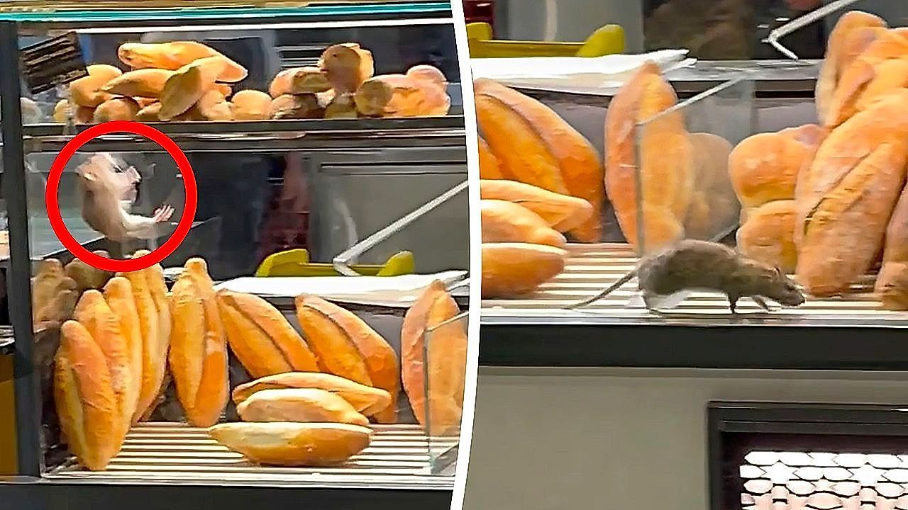 Hungry rat surprises customers inside a bakery