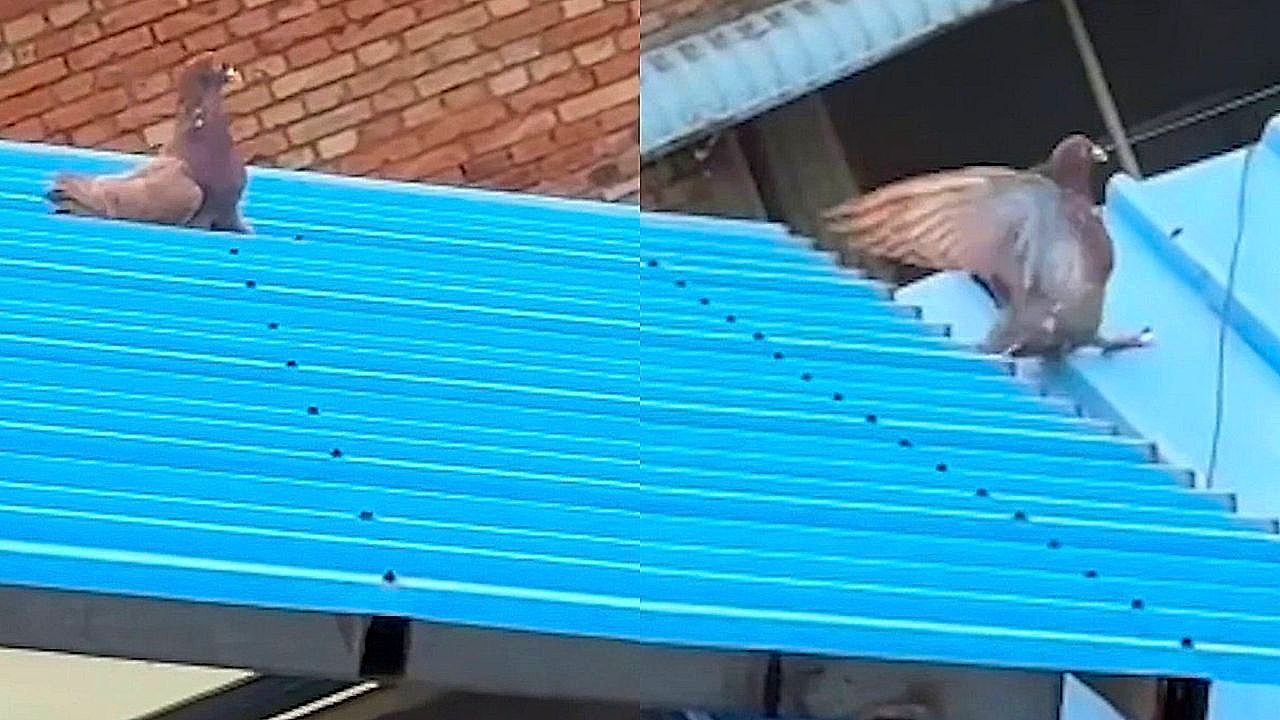 Vogel hat Spaß: Taube rutscht immer wieder Dach hinunter