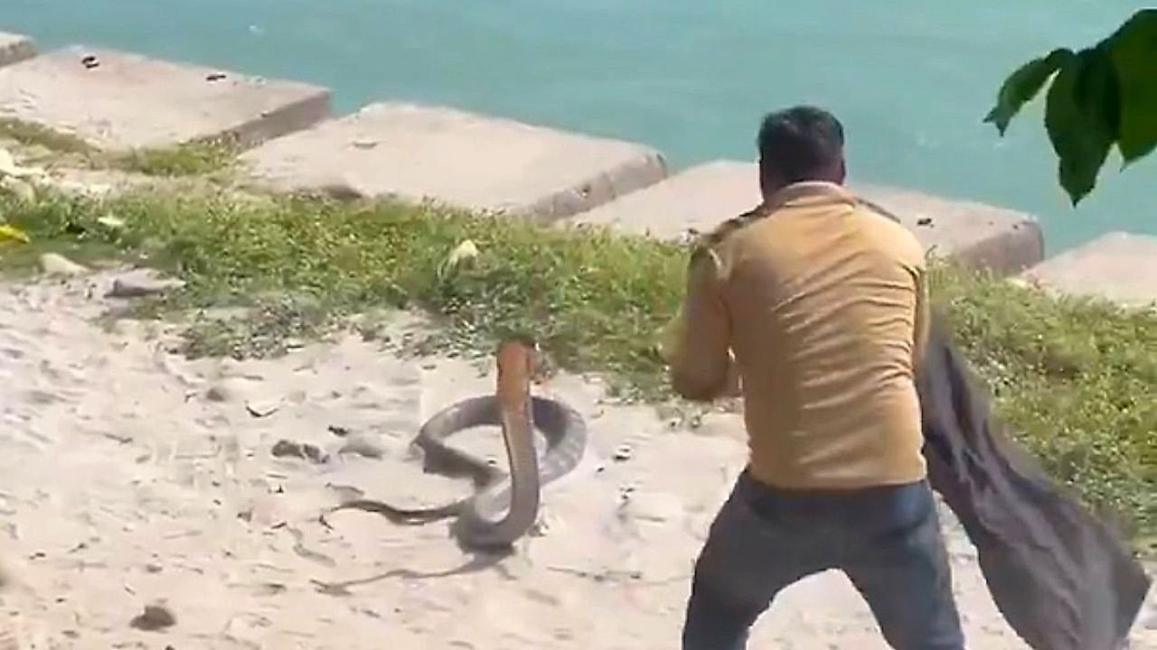 Gigantische Giftschlange: Mutiger Retter macht vier Meter lange Königskobra dingfest