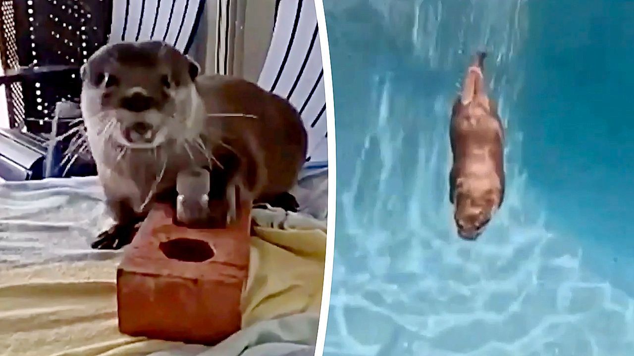 World's only cadaver otter helping Florida deputies find bodies underwater