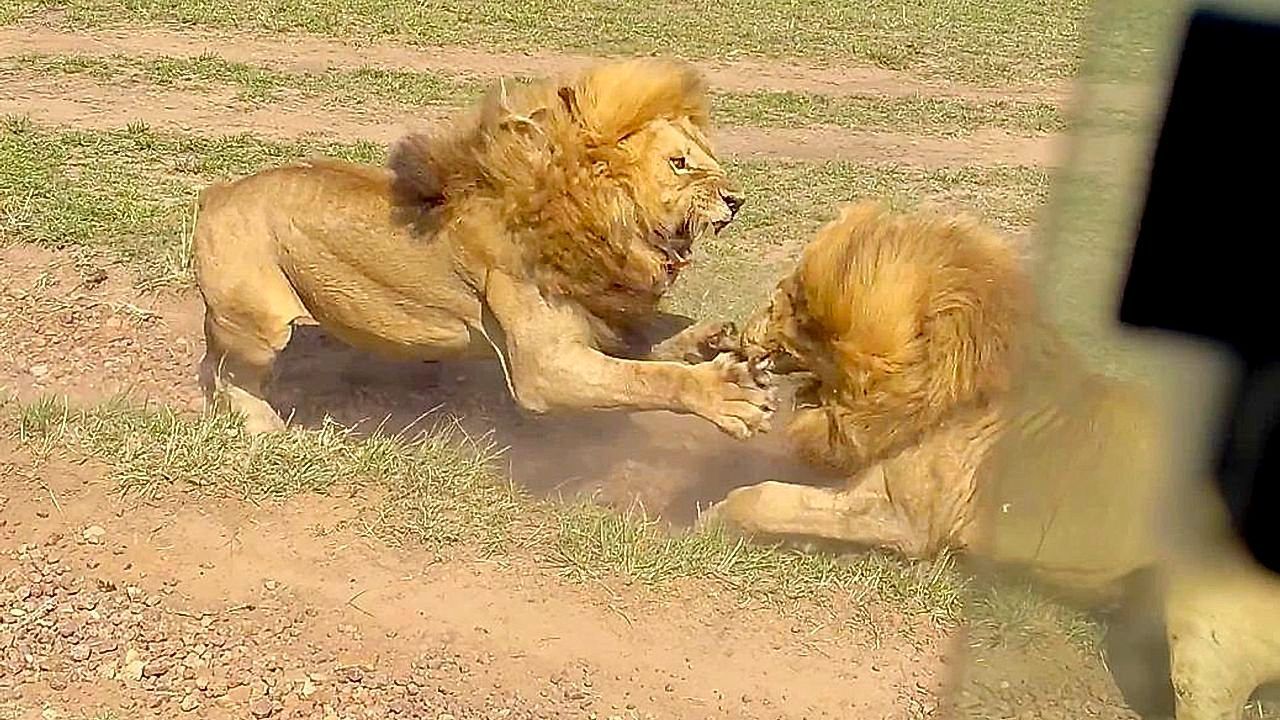 Clash of the titans! Battling lions crash straight into safari jeep in Kenya