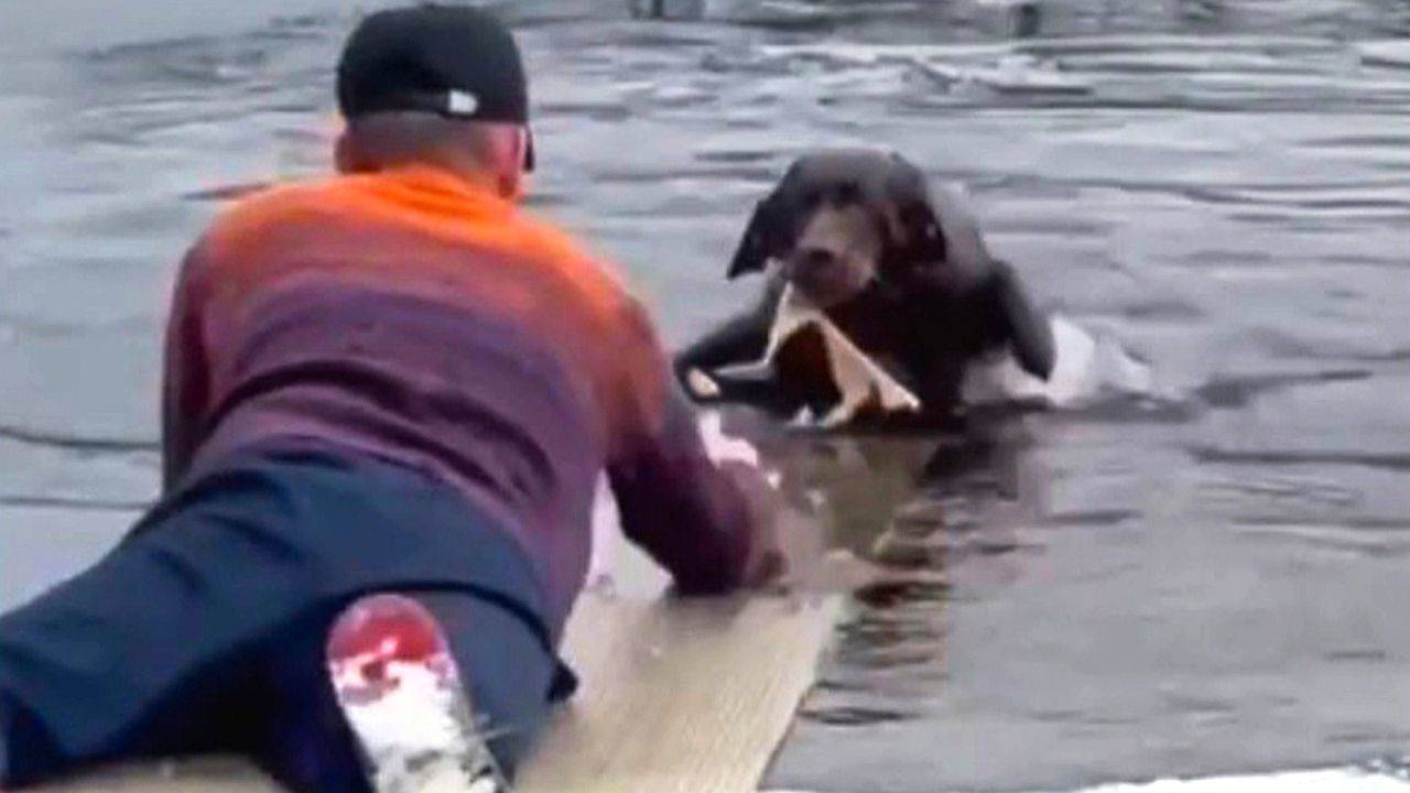 Brave man crawls on thin ice with plastic sheet to rescue dog from frozen pond