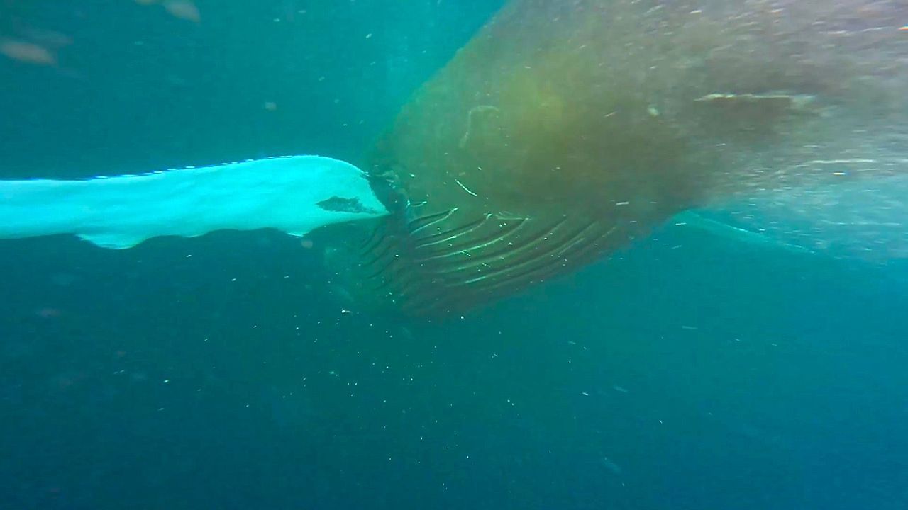 Video: Riesen im eiskalten Meer: Schnorchler trifft vor Norwegen auf zwei Buckelwale