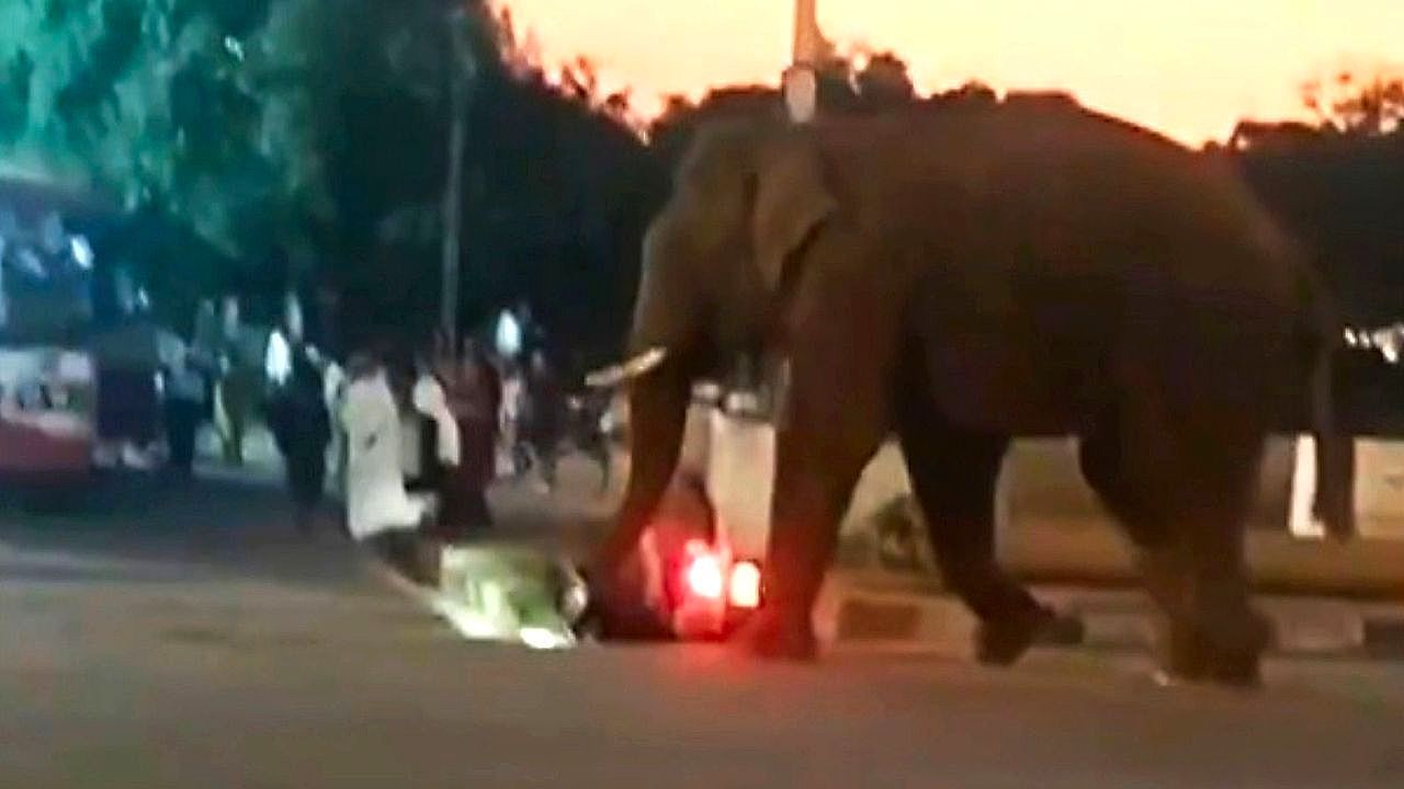 Video: Trained elephant runs loose in Indian town after wasp sting