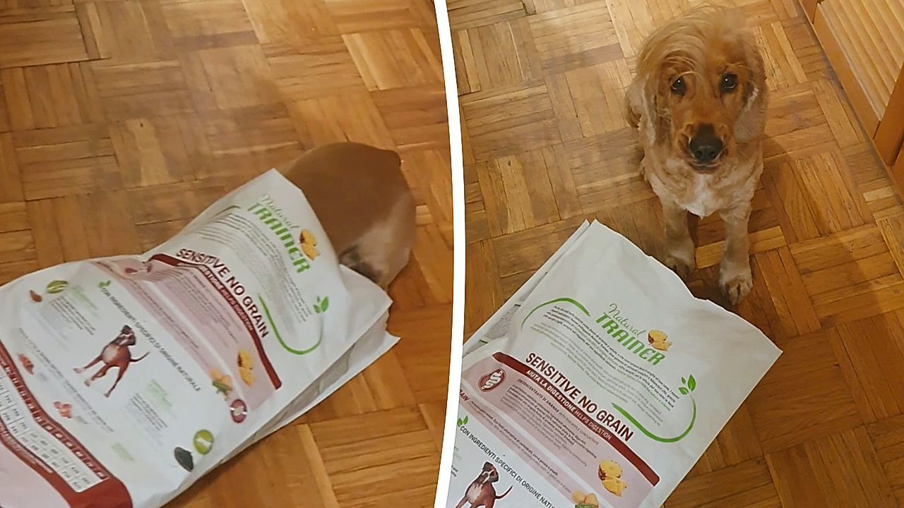 Tief-in-den-Futtersack-geschaut-Freche-H-ndin-auf-Raubzug