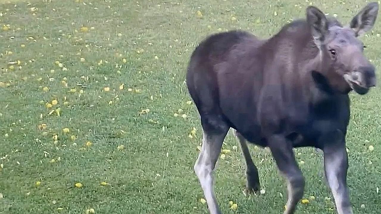 Moose family plays daily in the yard where they were born