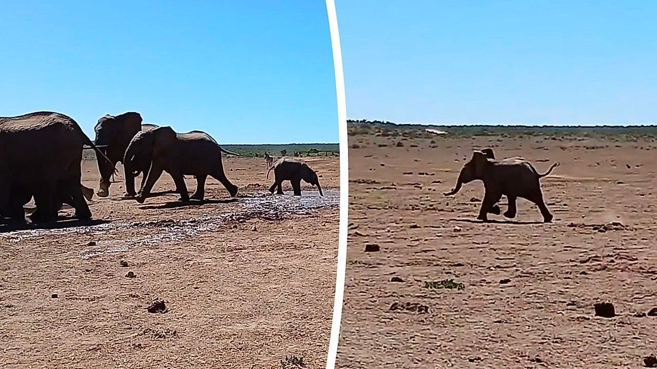 Baby elephant sprints after herd after getting 'left behind' at watering hole