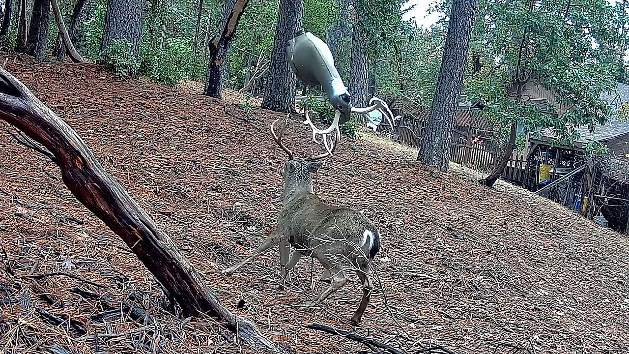Rutting buck flings decoy through the air