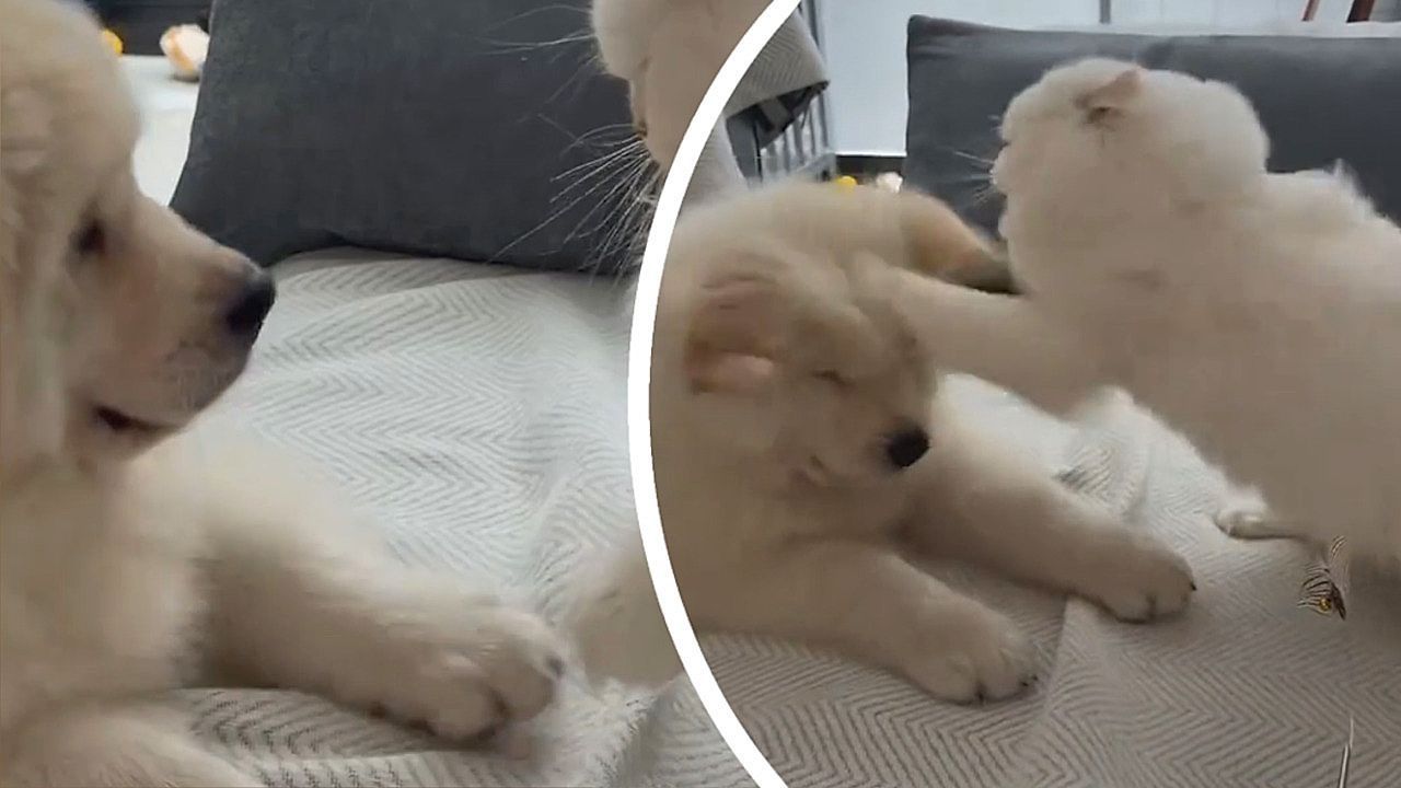 Schlagfertige-Katze-Junger-Hund-f-ngt-sich-auf-dem-Sofa-heftige-Ohrfeige-ein