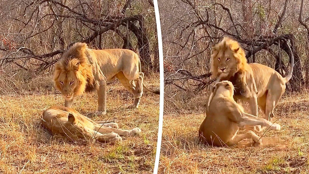 Video: Löwin schwer genervt: Liebesbedürftiger Löwe bekommt kratzige Abfuhr
