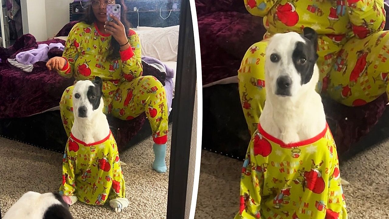 Video: Vollkommene Bestürzung: Hund gar nicht begeistert von Weihnachtsoutfit