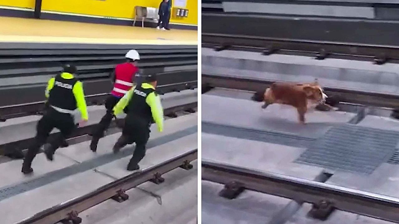 Video: Wilder Einsatz für Polizisten: Hund jagt Katze über U-Bahn-Gleise