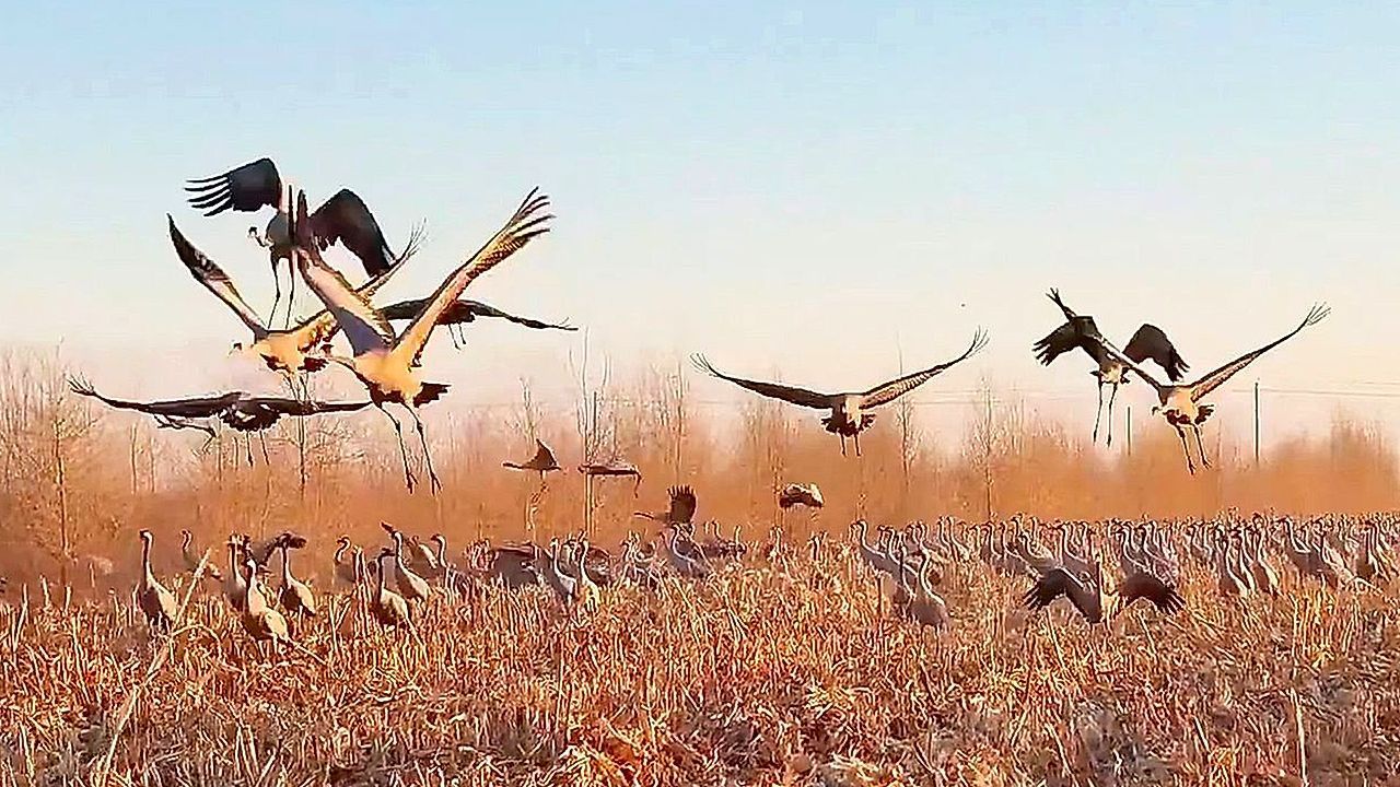 Vogelinvasion-Tausende-Kraniche-suchen-Zuflucht-in-der-Taklamakan-W-ste