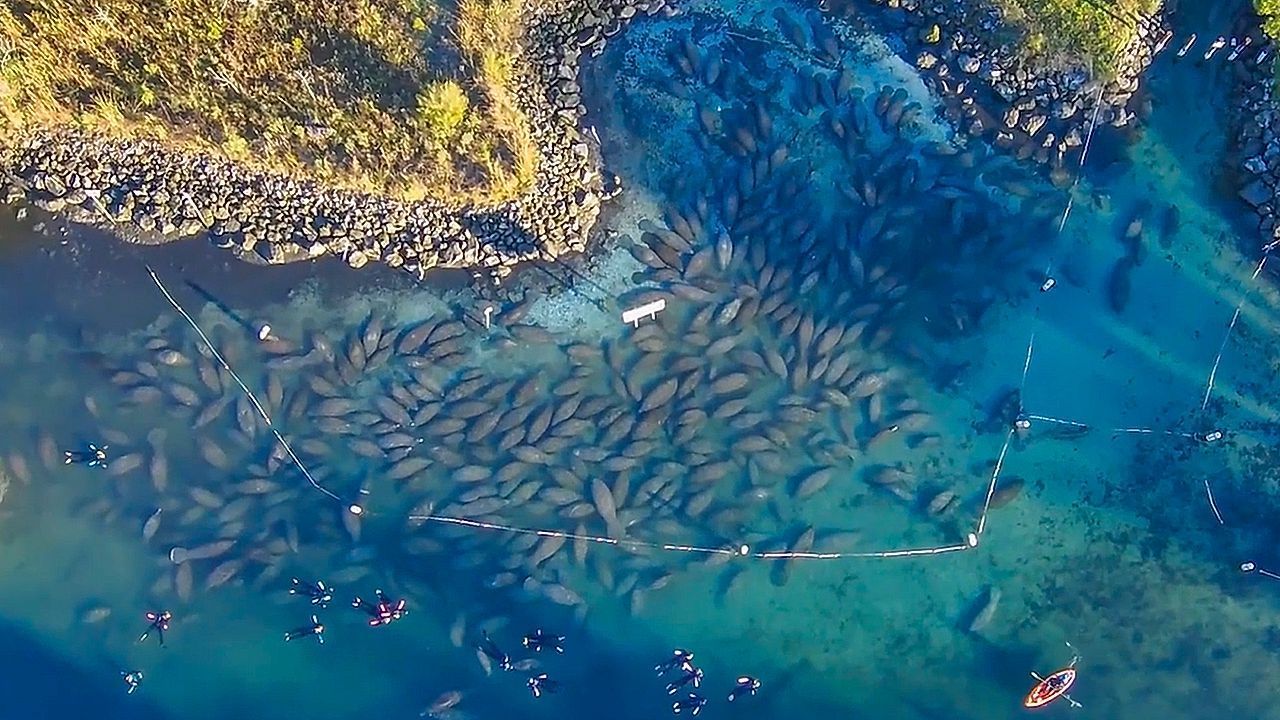 Video: Kuscheln gegen Kältewelle: Hunderte Seekühe halten sich zusammen warm