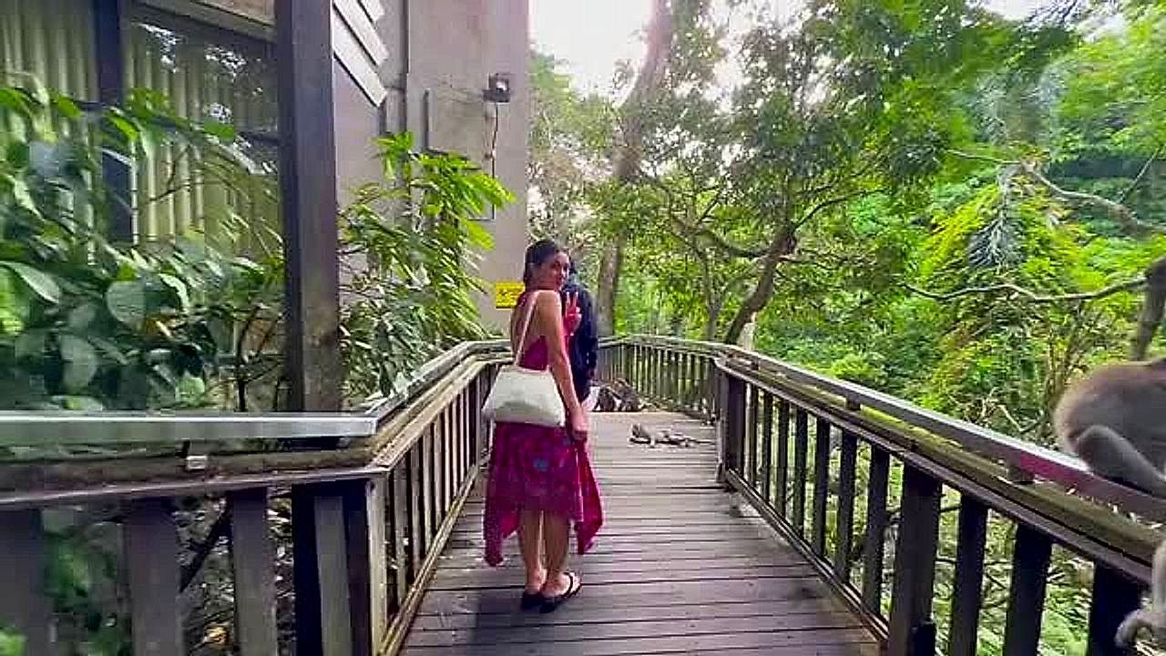 Cheeky-monkey-grabs-woman-s-skirt-during-forest-walk