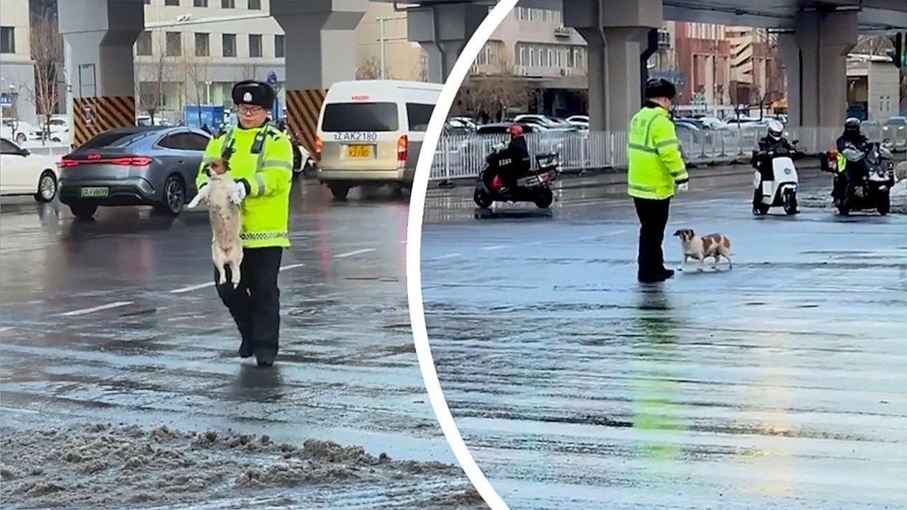 Polizist-kommt-gerade-recht-Hund-will-mehrspurige-Stra-e-berqueren-und-sucht-sich-Hilfe