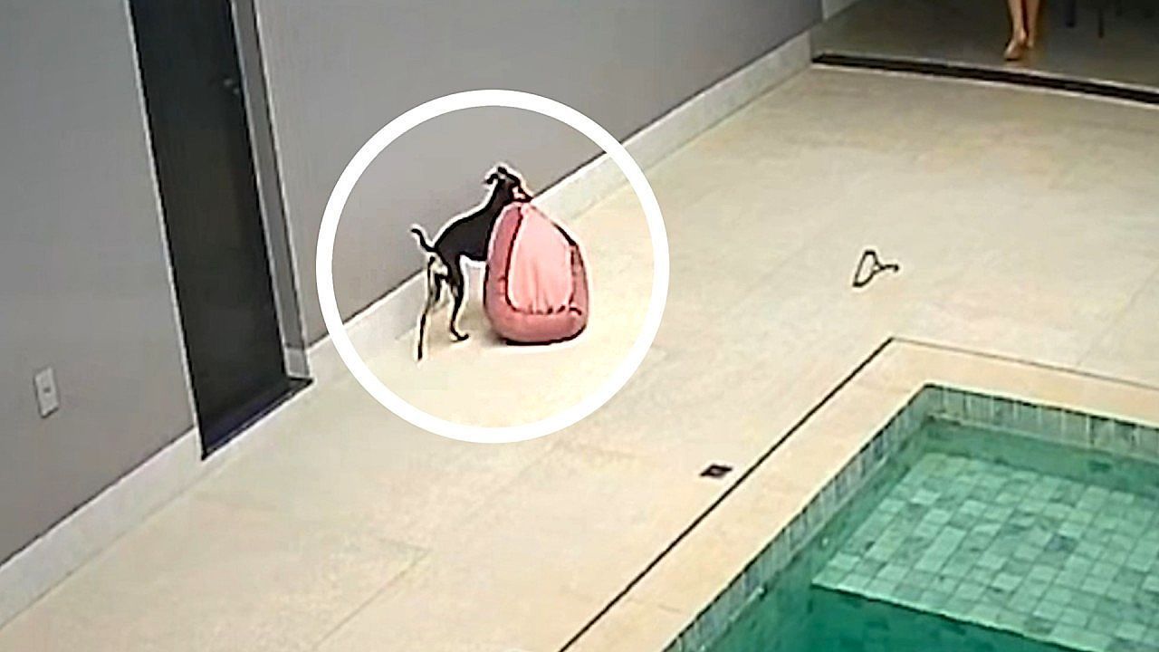 Blo-nicht-nass-werden-Kluge-H-ndin-rettet-ihr-Bett-vor-dem-Regen