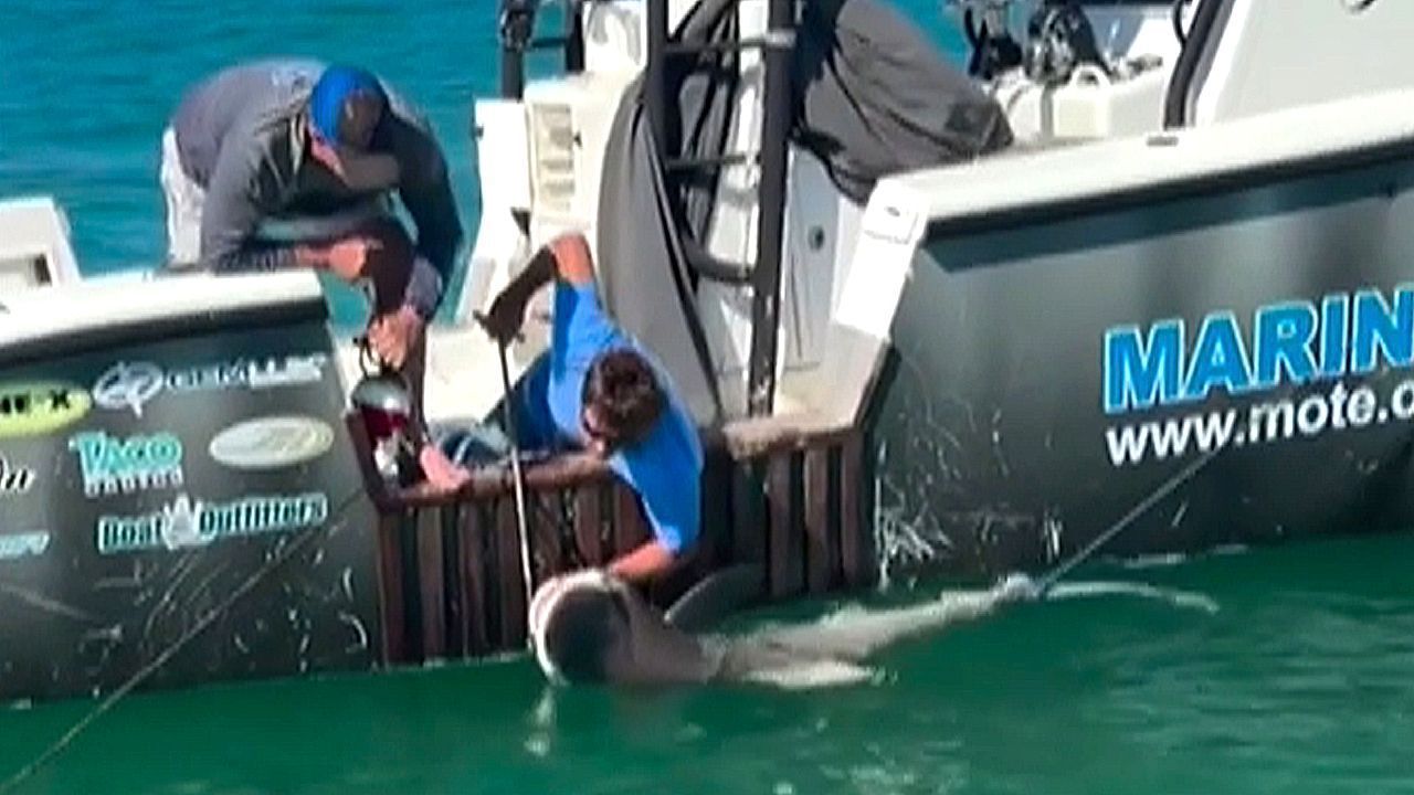 Shark-rescued-on-Florida-beach-after-becoming-tangled-in-fishing-gear