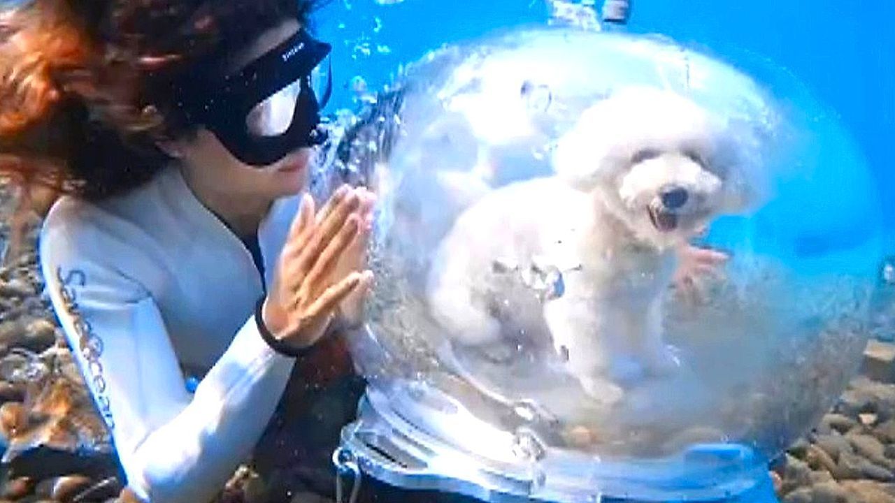 Video: Pet owner takes dog on underwater trip with special diving capsule