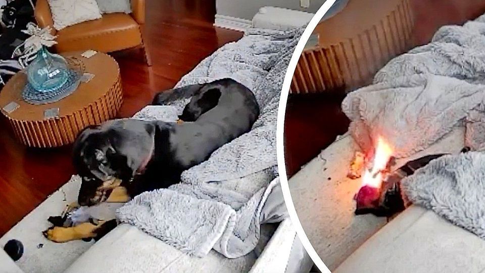Beinahe-Katastrophe: Hund spielt mit beheizbarem Handschuh – dann wird es brenzlig