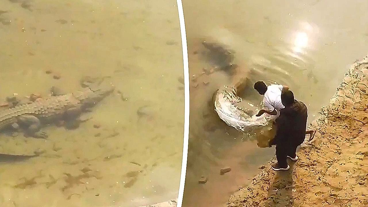 Video: They almost didn't make it! Young people risk their lives by pulling the tail of a 'dead' crocodile