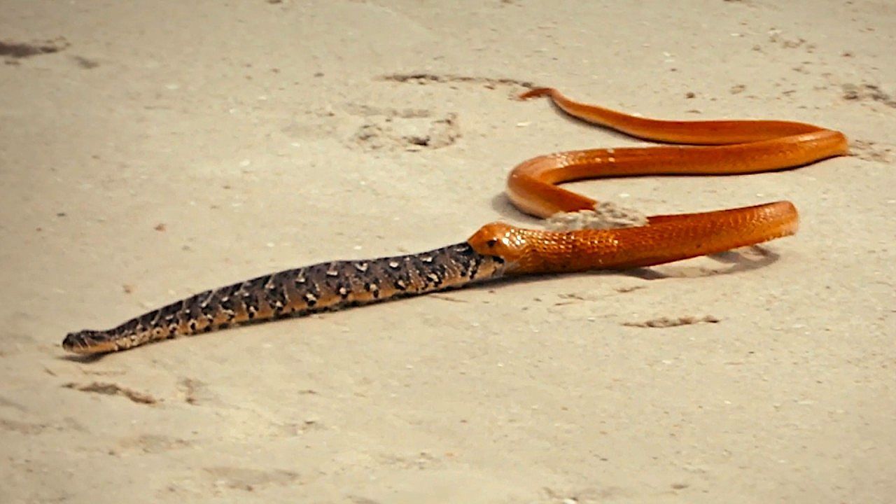 Video: Cannibal cobra foiled as gravity helps prey escape in South Africa