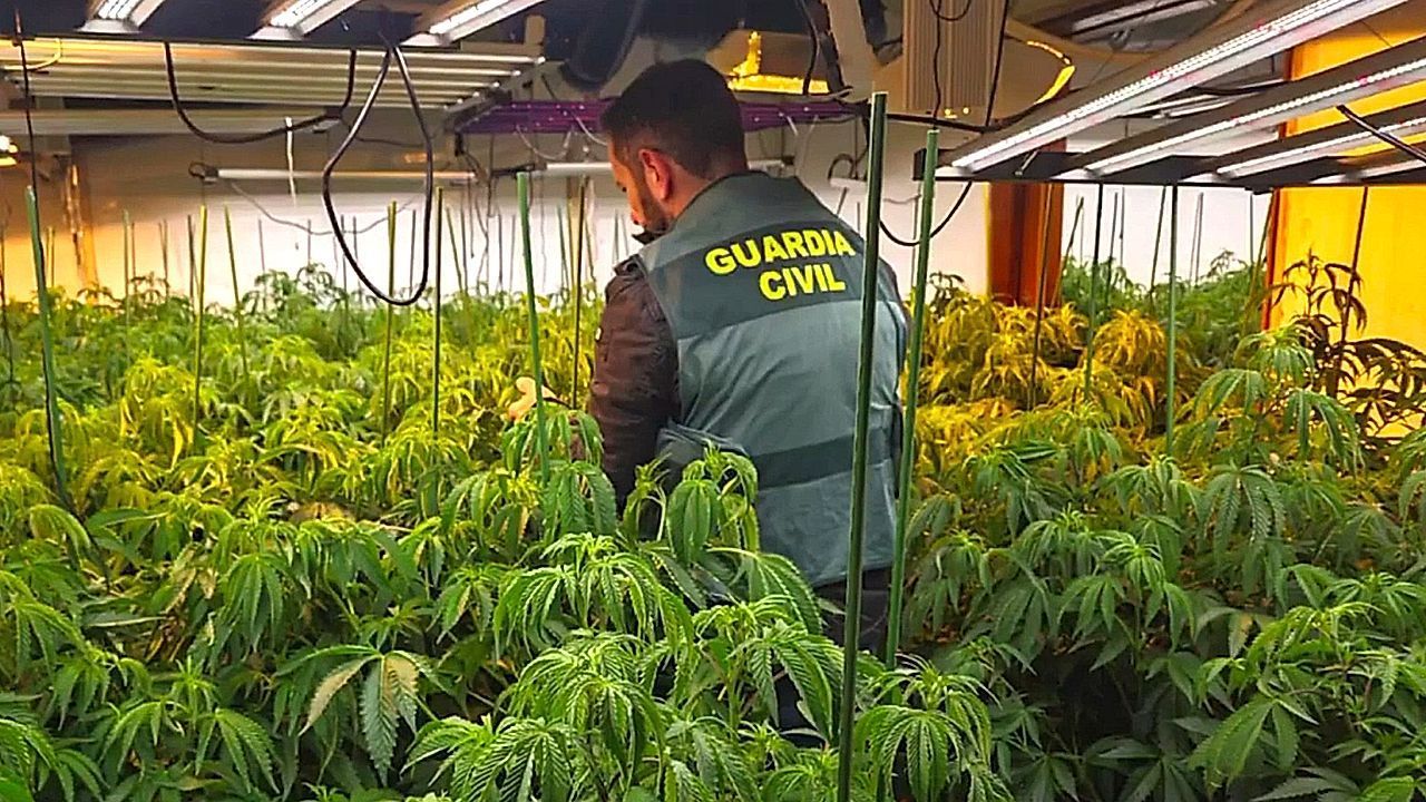 Video: 1.500 Pflanzen beschlagnahmt: Polizei hebt Marihuana-Plantage in Spanien aus