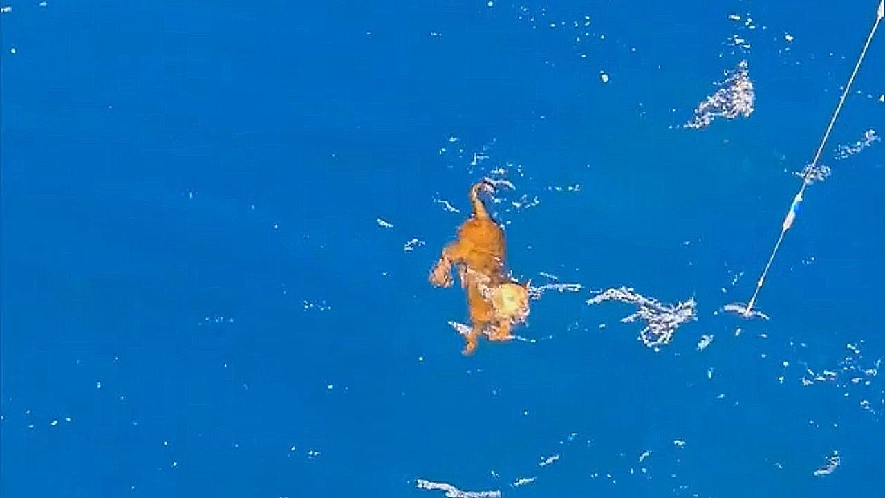 Allein-im-Ozean-Fischer-retten-schwimmenden-Hund