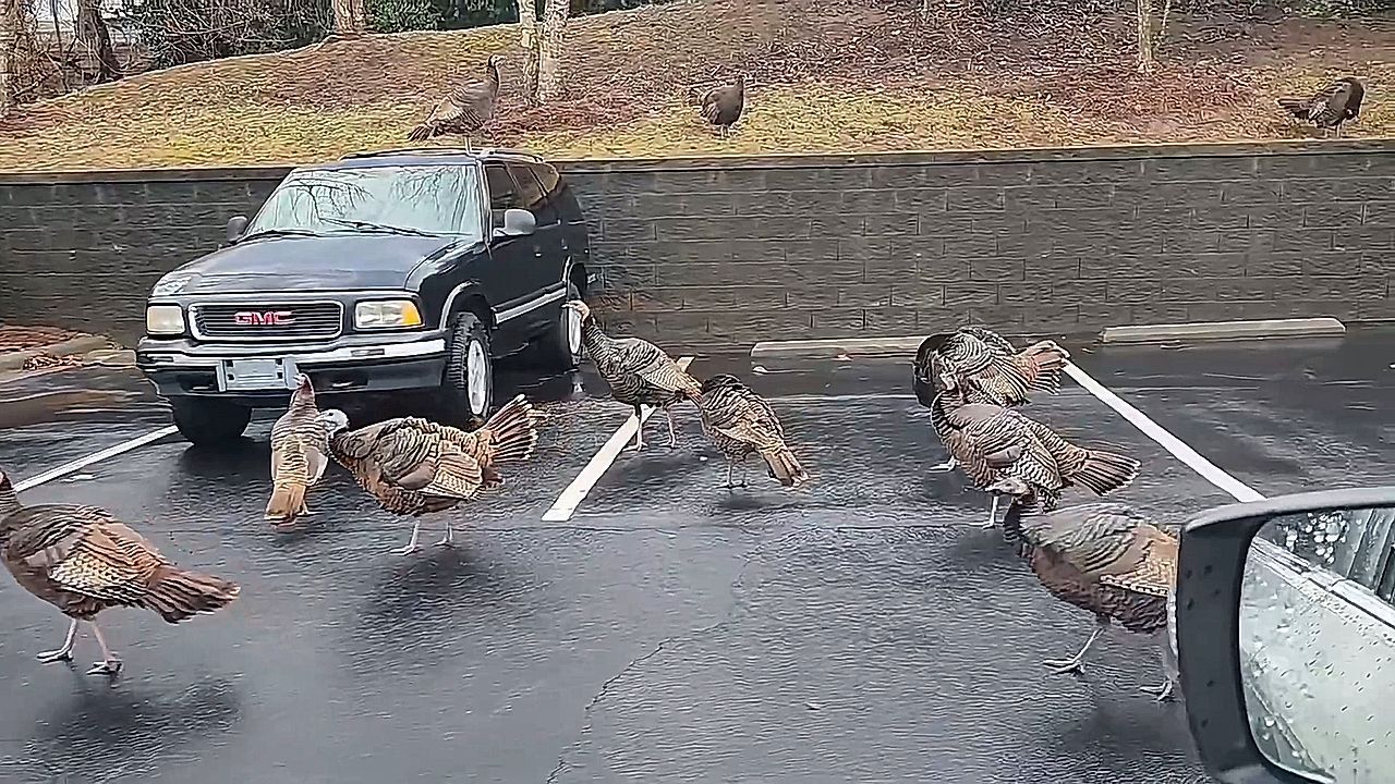 Video: Überraschung nach dem Autowaschen: Truthähne erobern Parkplatz