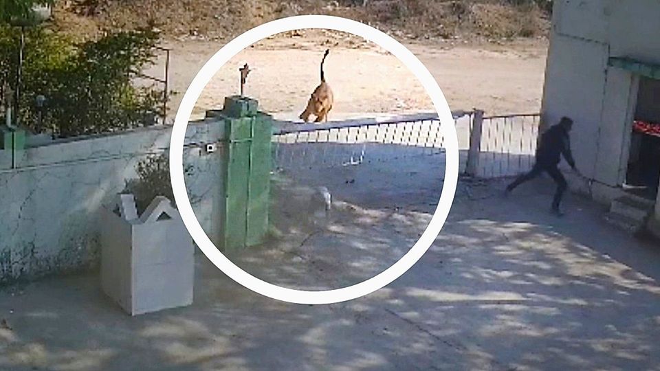 In letzter Sekunde: Hund entgeht knapp hungriger Löwin