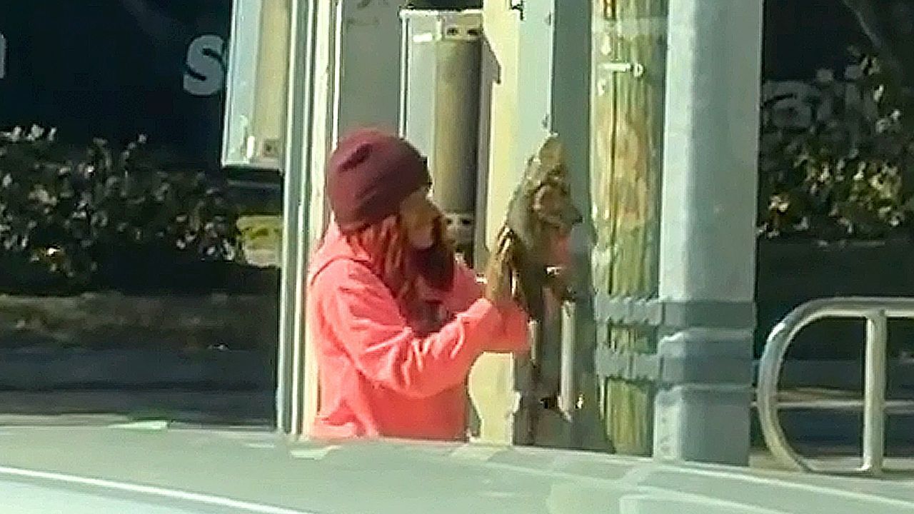 Video: Florida-woman warms Iguana after cold wave