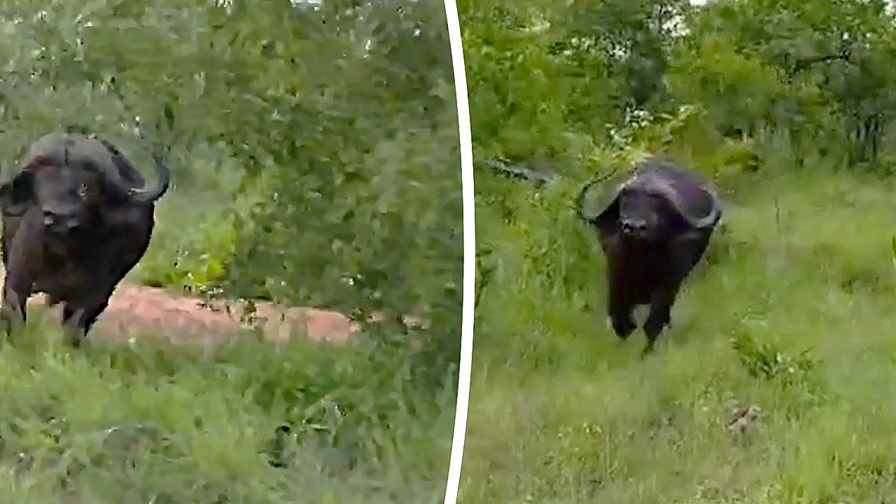 Safari-Schreck-Gestresster-B-ffel-rammt-Jeep