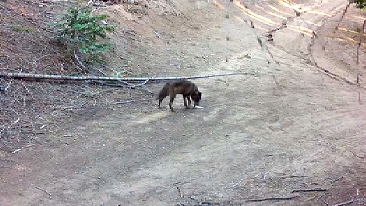 Video: Wolf detected in Los Angeles County for first time in at least 100 years