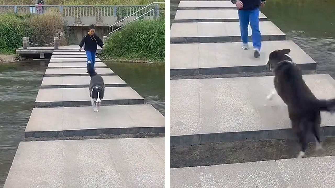 Agile-dog-s-stream-crossing-attempt-takes-an-unexpected-turn