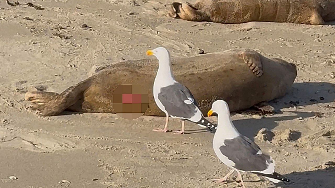 Seagull-s-curiosity-sparks-an-unexpected-encounter-with-a-seal