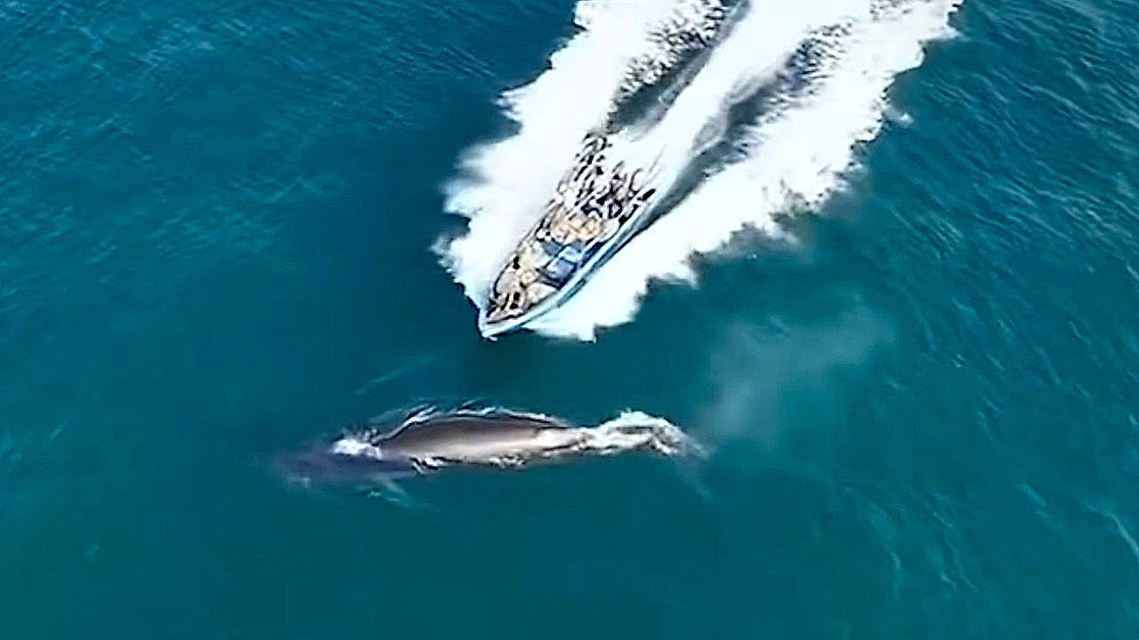 Video: Protected whale struck and hurt by fishing boat in China's coast