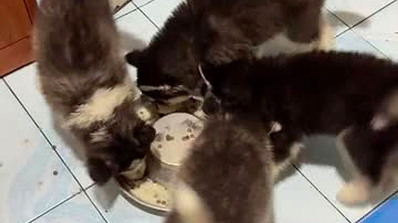 Video: Tierischer Kreisverkehr: Husky-Welpen fressen im perfekten Takt