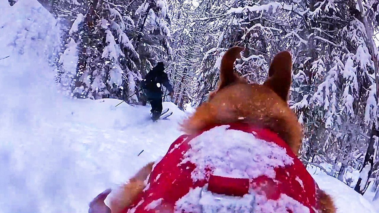 Video: Vierbeiner und Skifahrer flitzen durch den Wald