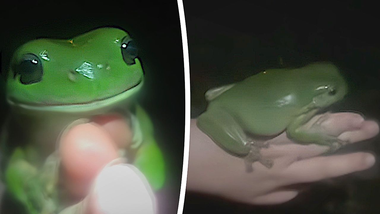 Video: Küss den Frosch: Riesiger Laubfrosch sorgt für Camping-Überraschung