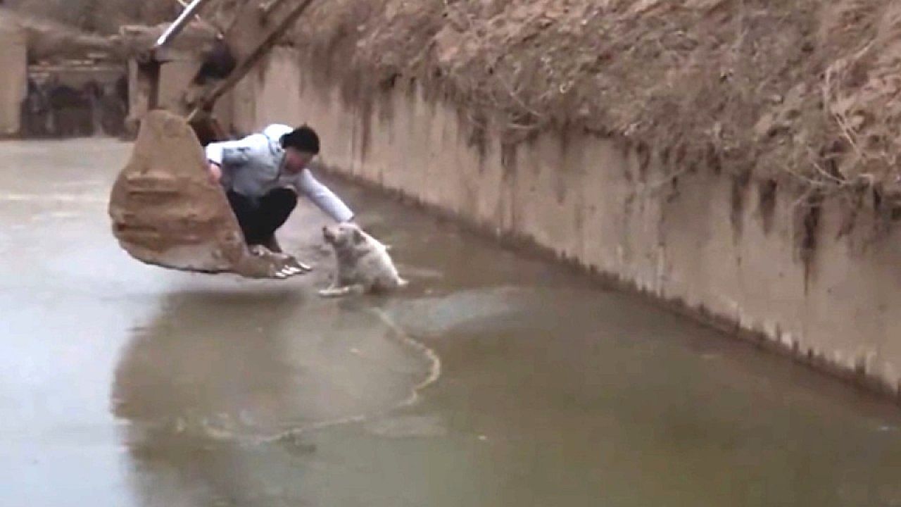 Video: Mutiger Teenager: Hund mit Bagger aus Wasserbecken gerettet