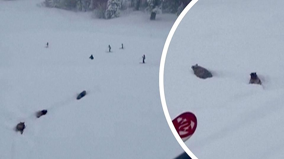 Verfolgung auf der Piste: Bären machen Skiresort unsicher