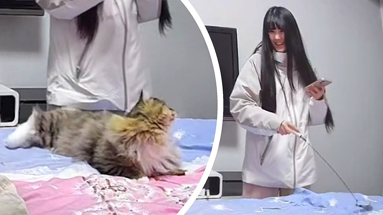 Video: Cat launches into wild mid-air flip while chasing toy