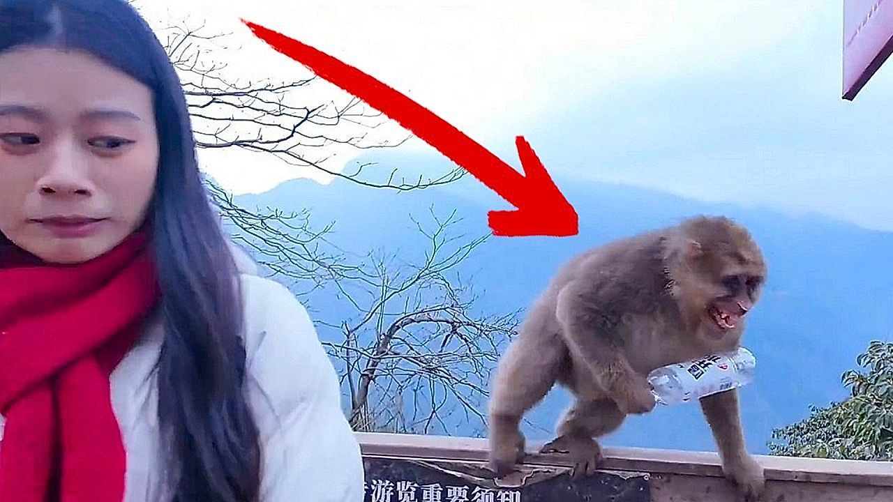 Video: A clever monkey interrupts a photoshoot to steal a bottle of water