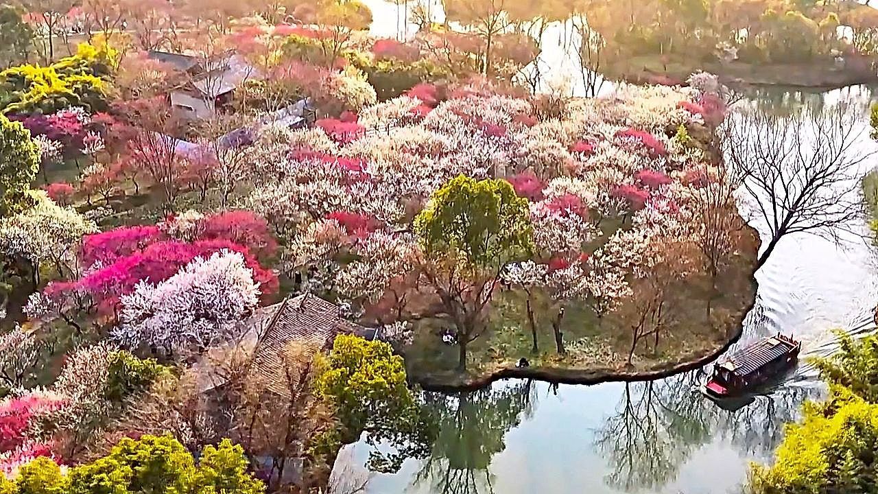 Video: Early spring bursts to life as 20,000 plum trees bloom in China