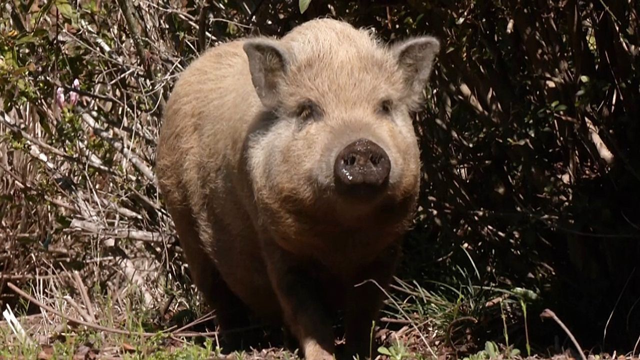 Video: Dickes Problem: Hängebauchschwein besetzt Garten in Alabama