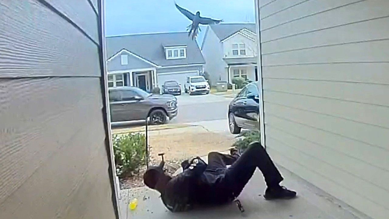 Video: Angriff von oben: Wütender Vogel attackiert Mann an seiner Haustür