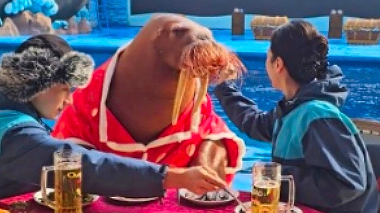 Video: Walrus celebrity 'Mai Rui' enjoys a dinner table feast